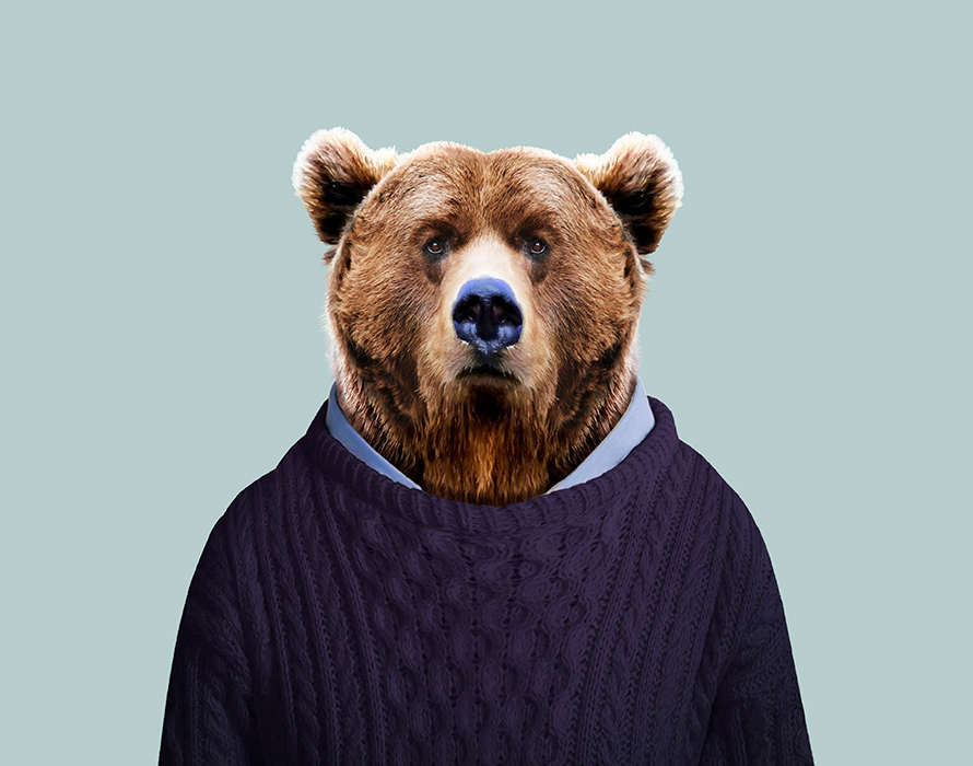 grizzly-bear-ursus-arctos-copia